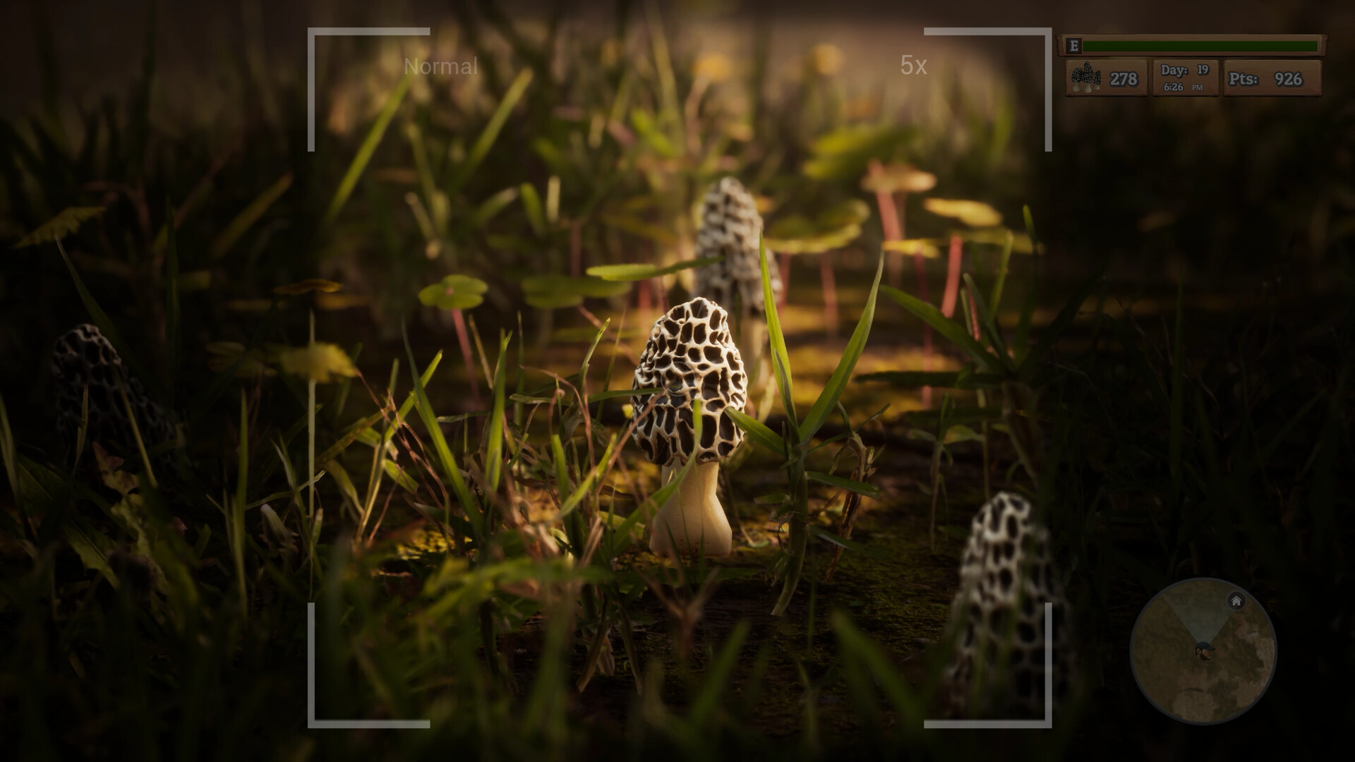 1696321389165078.jpg 羊肚菌:狩猎/Morels: The Hunt