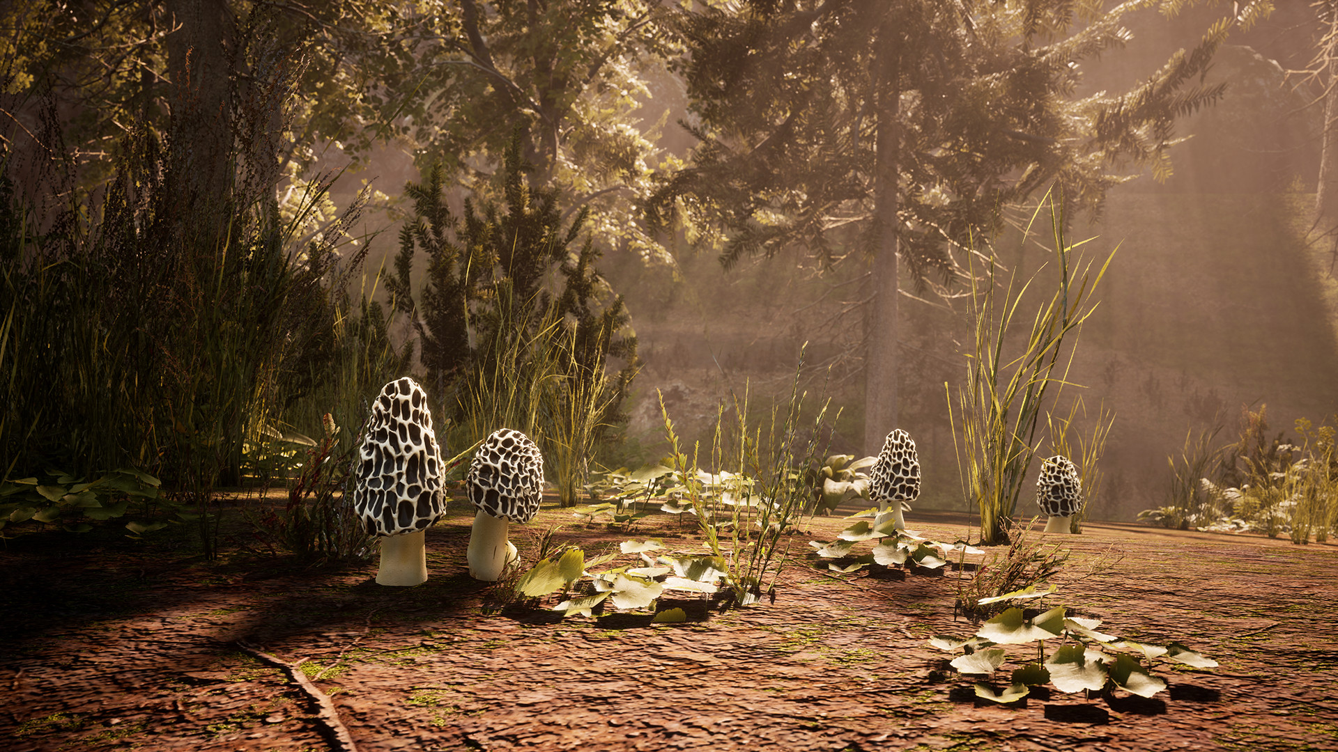 1696321389191632.jpg 羊肚菌:狩猎/Morels: The Hunt