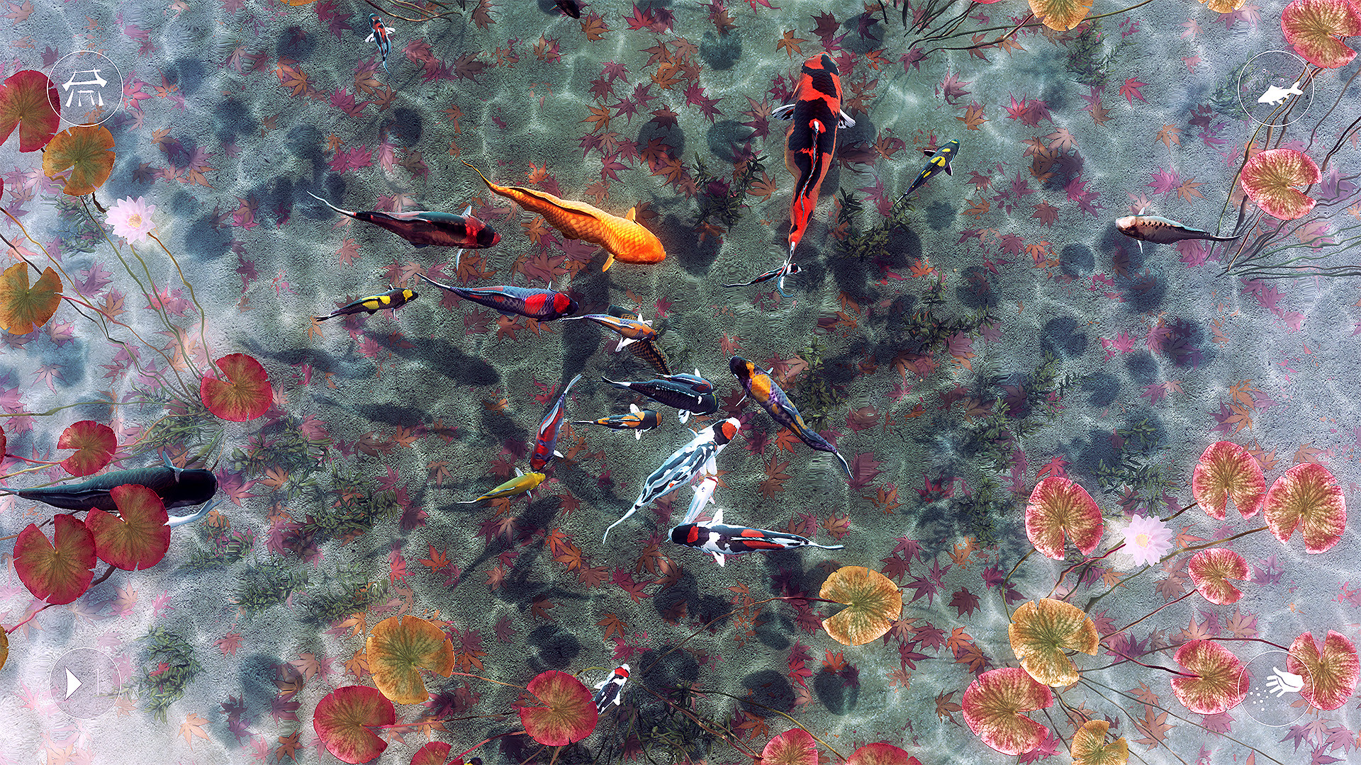 我的锦鲤/My Koi