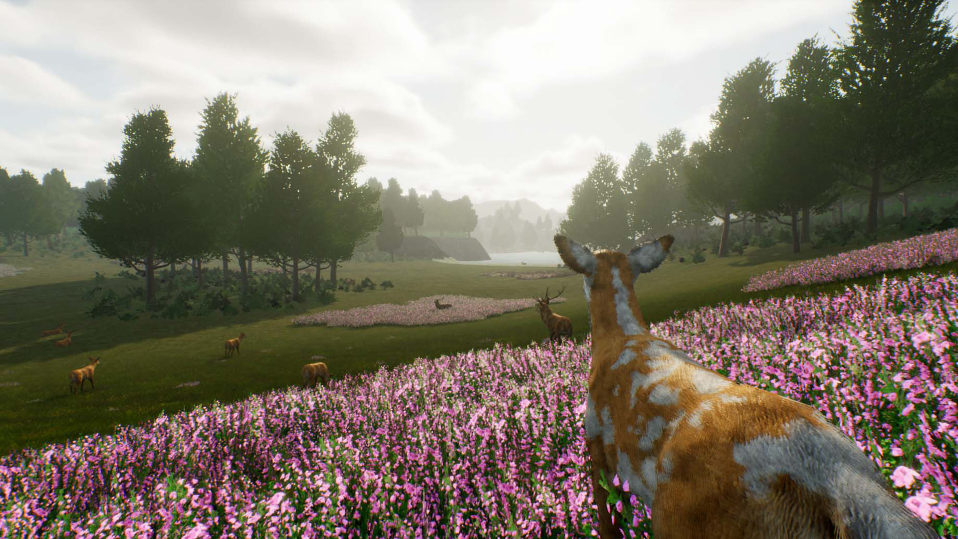 1658635337959793.jpg 鹿之旅/Deer Journey