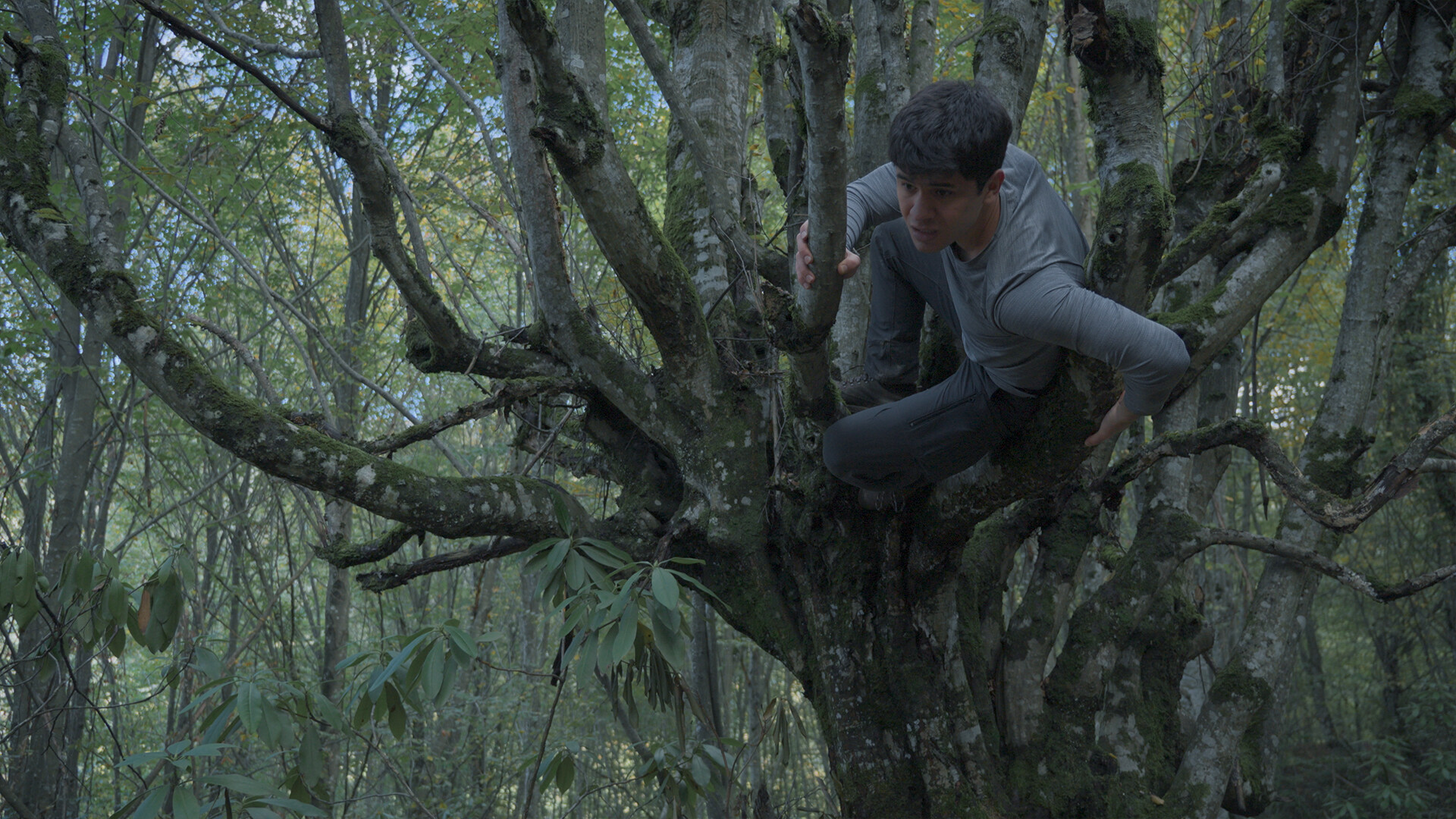 无言之林/Wordless Forest